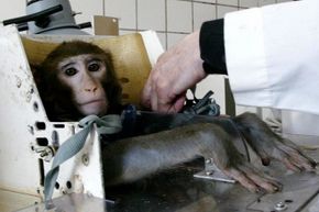 Understanding Animal Testing: Purpose, Practices, and Ethical Considerations