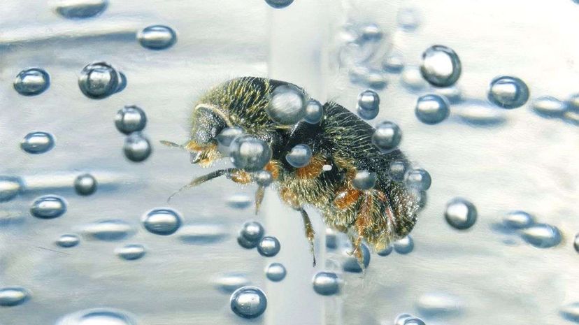 Hand Sanitizer Proven to Preserve Insect DNA Effectively