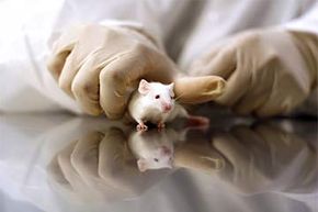 Why Mouse Studies Matter: Translating Lab Findings to Human Health