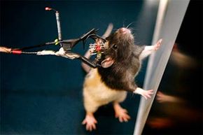 From Rat Brain to Human Insight: Translating Rodent Studies into Human Applications