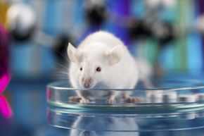 Why Mice? How Laboratory Experiments Propel Genetic and Disease Research