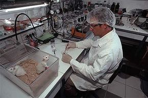 Are Lab Rats Specifically Raised for Scientific Research?