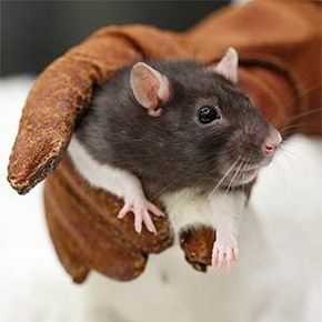 Do Lab Rats Truly Have a Higher Cancer Risk? The Genetic Truth