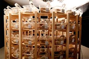 Why Rodents Are the Preferred Models in Biomedical Research