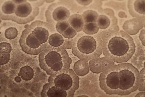 What Is the White Film on Chocolate and Is It Safe to Eat?