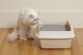 Designing a Superior Litter Box: How to Build One That Meets Your Cat’s Needs