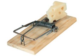Building a Better Mouse Trap: Innovative Designs and Practical Tips