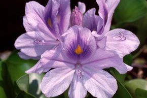 NASA’s Innovations in Sewage Treatment: From Space Missions to Earthly Solutions