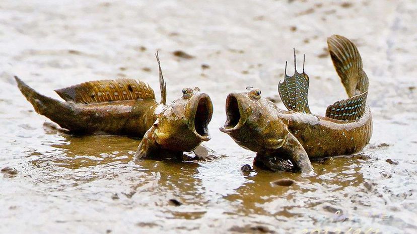 Mudskipper Robot Demonstrates How Vertebrates Transitioned to Terrestrial Life