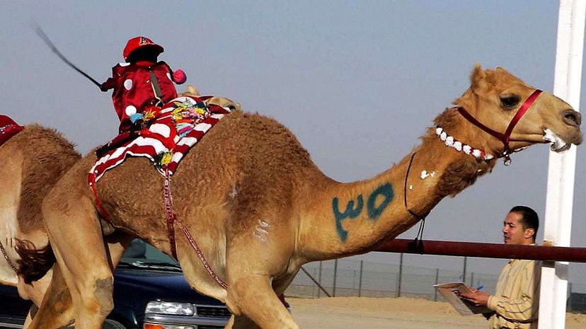 Why Camel Racing is Moving Toward Robot Jockeys
