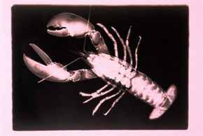 Harnessing Lobster Vision: The Future of X‑Ray Technology