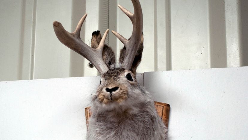 Do Jackalopes Truly Roam Wyoming s Wilderness?