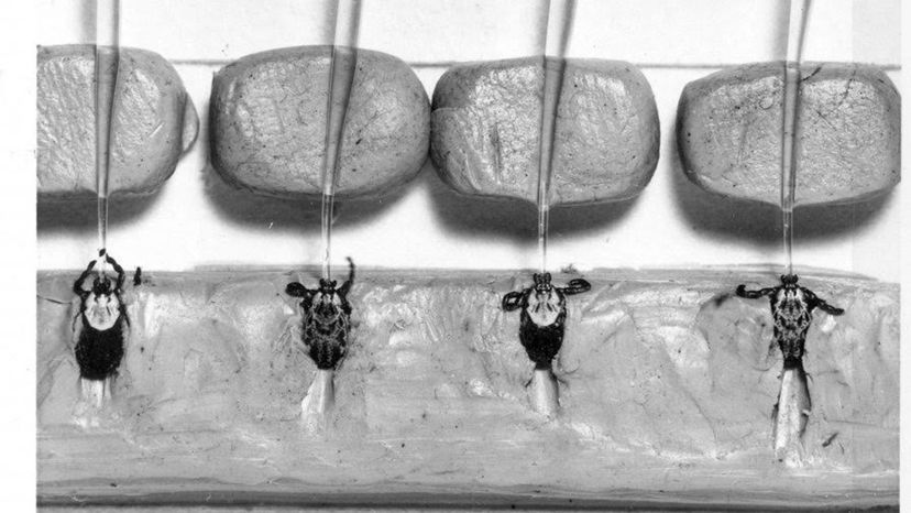 Lyme Disease and Bioweapon Claims: Separating Fact from Fiction