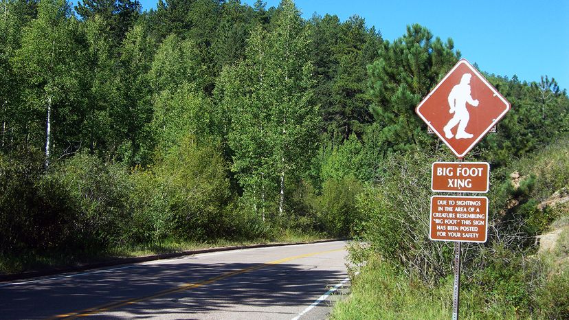 The Ongoing Quest for Bigfoot: Evidence and Exploration