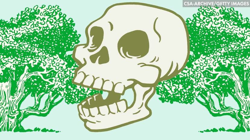 Can a Dead Body Turn into a Tree? The Science Explained