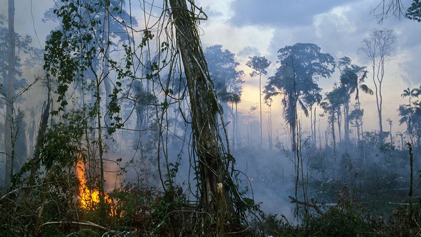 The Consequences of a Total Amazon Rainforest Destruction
