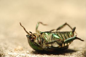 What If Insects Vanish? The Planet s Silent Collapse