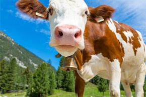 Imagine a World Without Cows: Environmental Impact & Culinary Consequences