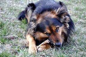 Is It Safe? The Risks of Feeding Chicken Bones to Dogs