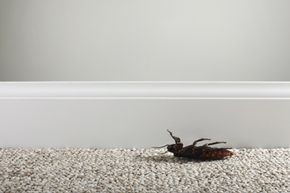 Imagine a World Without Cockroaches: Benefits & Implications