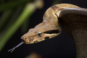 Imagine a World Without Snakes: The Ecological and Human Implications