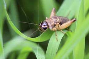 Discover How to Estimate Temperature by Counting Cricket Chirps – A Simple Natural Thermometer