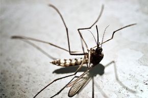 Could Mosquito Extinction Safeguard Us? Examining the Hidden Risks