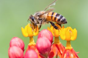 The Critical Role of Bees: What Happens if They Vanish?