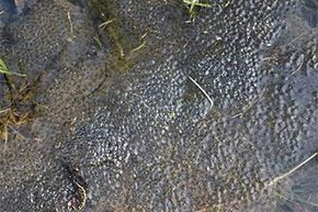 Star Jelly Explained: What It Is and Why It Captivates Scientists