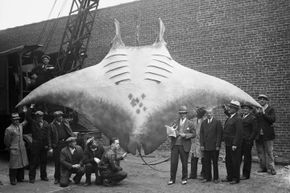 Unveiling the Science of Legendary Sea Monsters