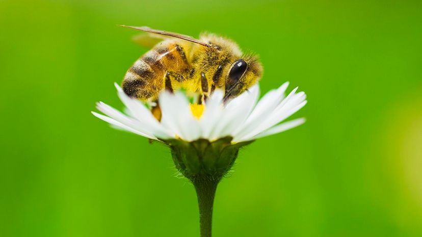 Robotic Drones May Soon Assist Honeybee Pollination