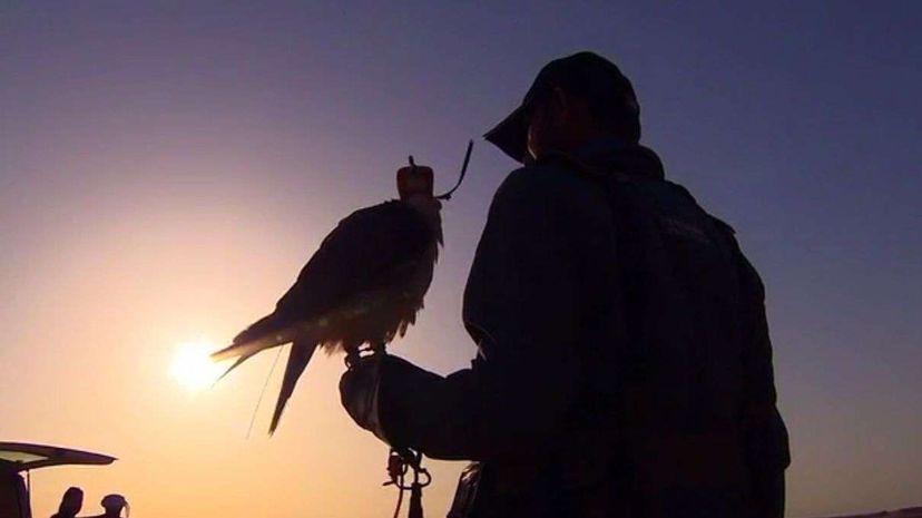 Dubai Falcons Train with Drones: A Modern Twist on Traditional Falconry