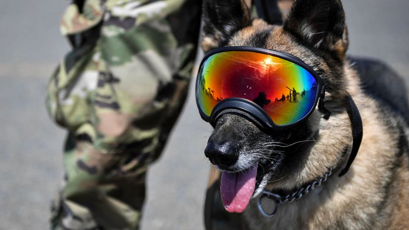 U.S. Military Dogs Often Rank Higher Than Their Handlers