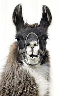 How Llamas Can Counter Biological Weapons