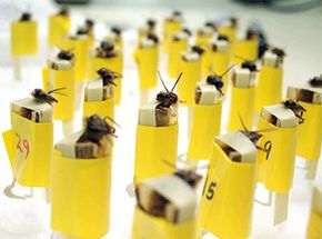 Training Honeybees to Detect Explosives: A Revolutionary Approach