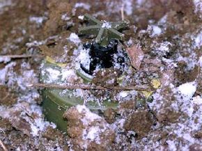 Understanding How Landmines Operate: Mechanisms and Impact