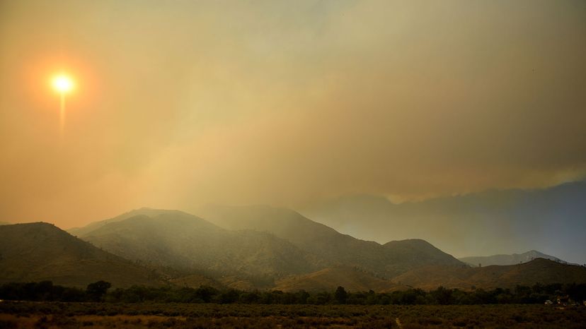 How Wildfire Smoke Impairs Photosynthesis: What You Need to Know