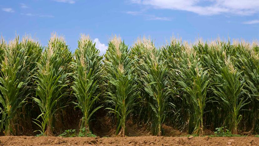 Unveiling the Fascinating World of Microclimates