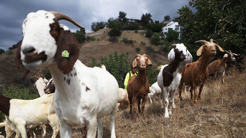 Goats and Partners Aid in Combating Western Wildfires