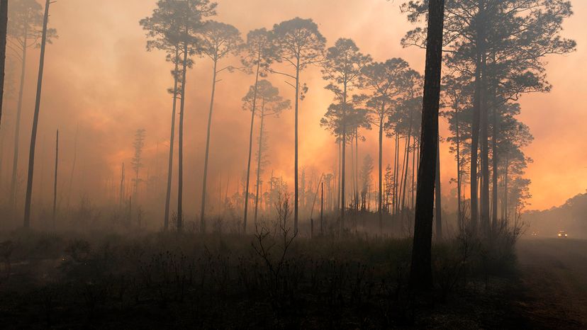 Okefenokee Swamp Wildfire: How Lightning Ignited a Month-Long Blaze