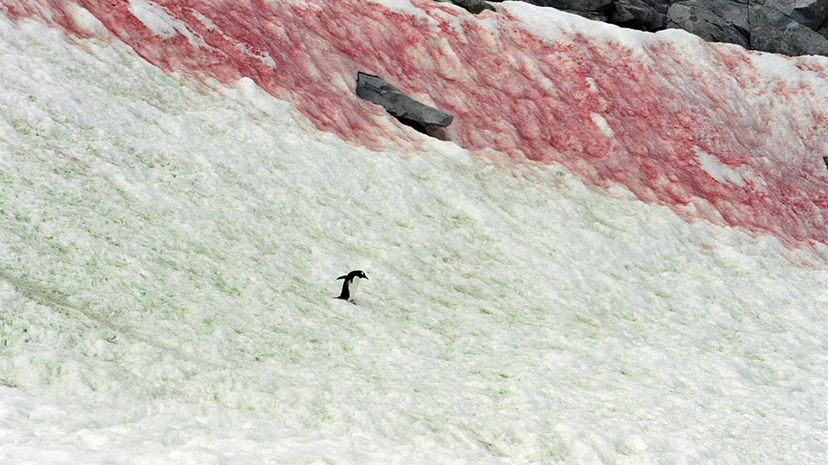 The Science of Red Snow: Why Antarctica s Snow Turns Crimson