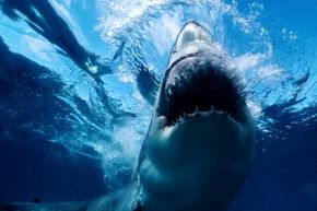 The Science Behind a Sharknado: How It Could Happen