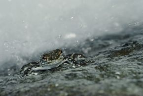 Is Frogs Raining? Exploring the Myth of Amphibian Precipitation