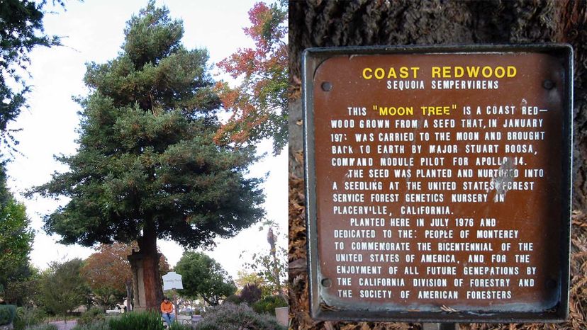 NASA Moon Trees Endure: A Living Tribute to Apollo 14