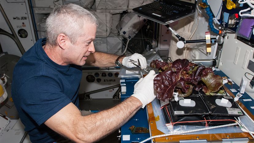 Space Lettuce: NASA’s Green Innovation Aboard the ISS