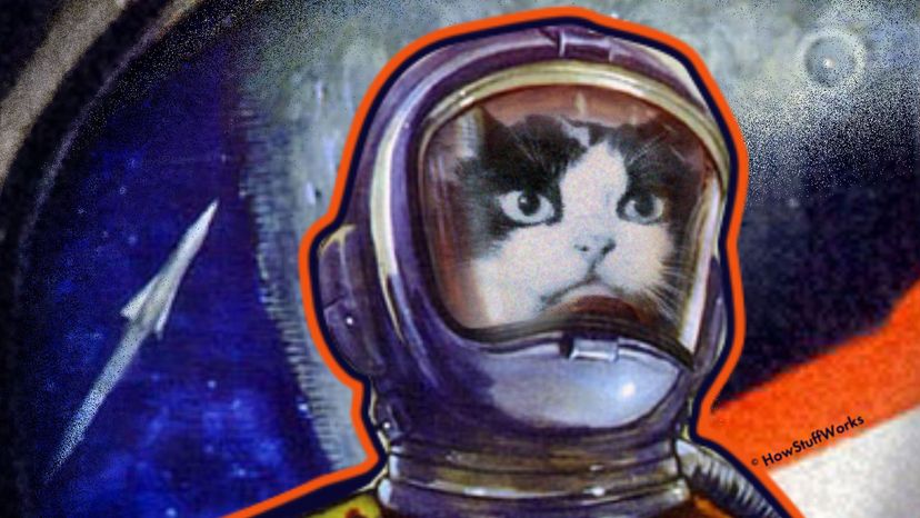 Félicette: The First Cat in Space and the Legacy She Earned