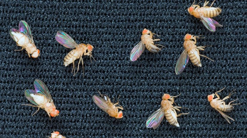 How Fruit Flies Pioneered Animal Spaceflight: The Story Behind the First Creatures to Orbit