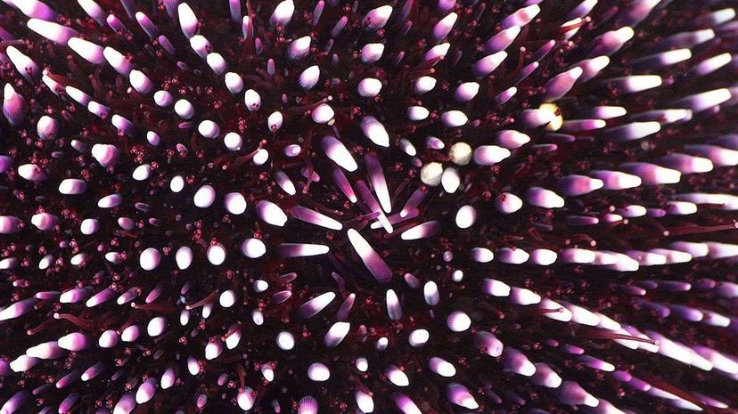 Sea Urchin Teeth Inspire Innovative Space Exploration Claw