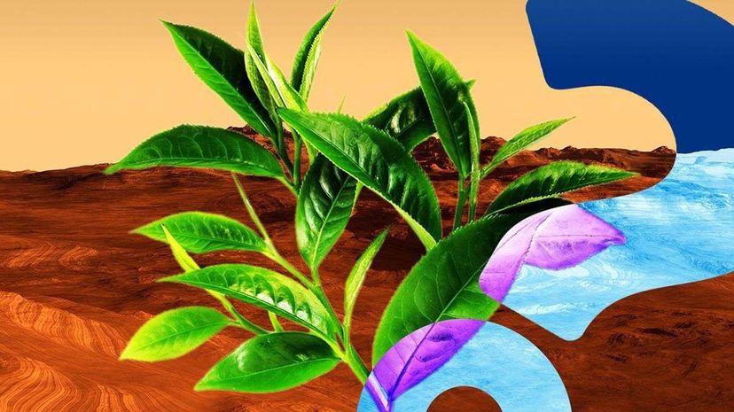 Are Martian Crops Safe to Eat? A Scientific Look