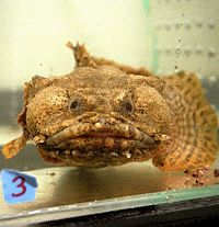 Why Do Multiple Dead Animals Float in Space?